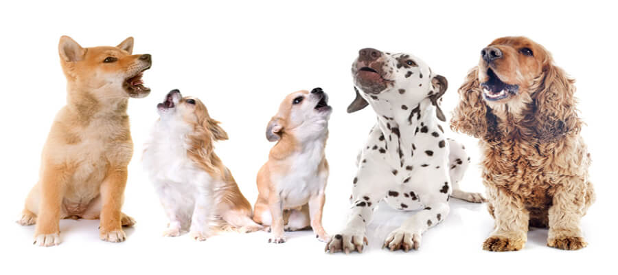 What to Do When Your Dog Won’t Stop Whining